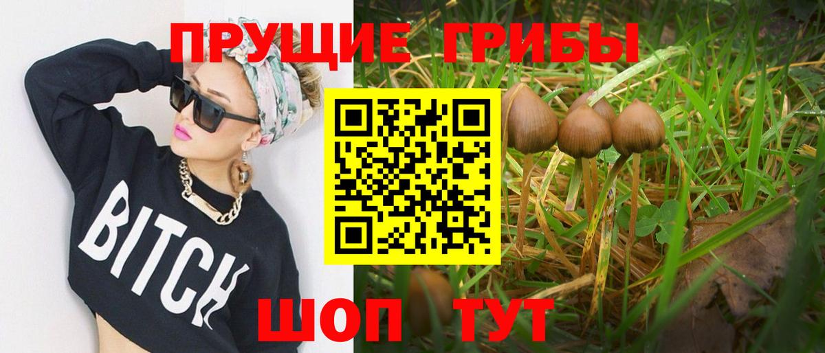 Псилоцибиновые грибы Psilocybe Белорецк